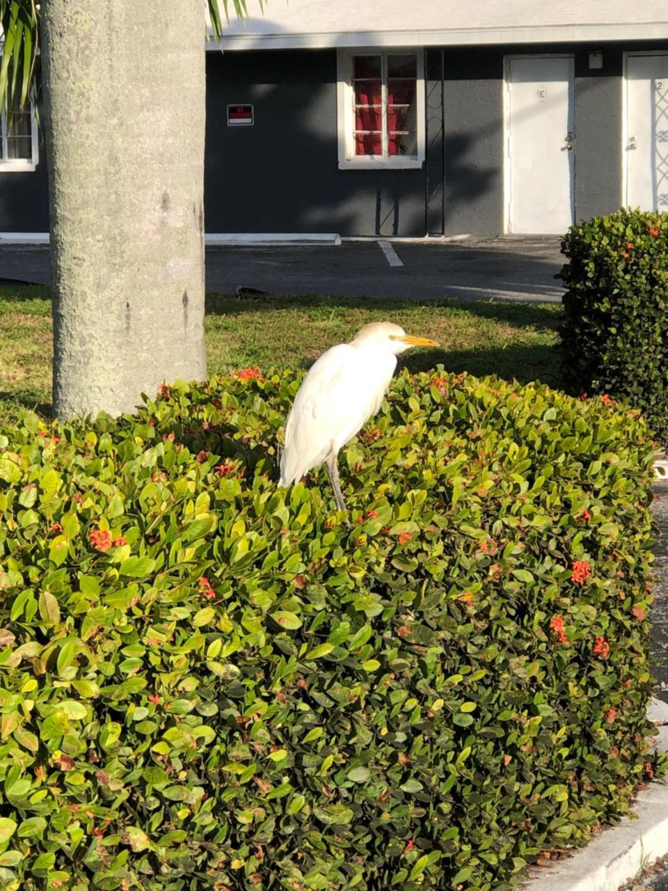 Bay Breeze Inn Bradenton Downtown 外观 照片